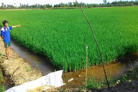 Bẫy chuột bằng điện làm chết người: Thiếu hiểu biết hay độc ác?