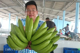 Hình ảnh chuối khủng trong vườn triệu đô ở Long An