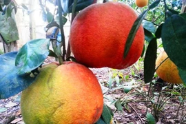 Bưởi đỏ tiến vua cháy hàng trước Tết