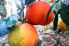 Bưởi đỏ tiến vua cháy hàng trước Tết