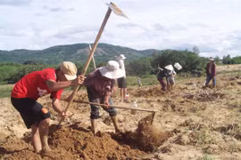 Săn đặc sản “ông ăn bà vui” mập nung núc, vàng óng