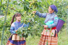 Lạc vào vùng đất cành lê thấp tè trĩu quả, mận chín tím cây