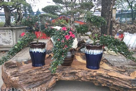 Đỗ quyên "hóa" chim công đua sắc hút hồn dân chơi Hà Thành