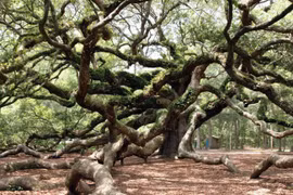 Ngắm cây sồi 450 tuổi đẹp như bức tranh thủy mặc