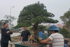 Ngắm hổ phách kiểng tùng la hán 100 tuổi, giá nửa tỷ đồng