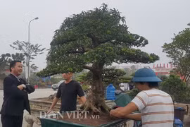 Ngắm hổ phách kiểng tùng la hán 100 tuổi, giá nửa tỷ đồng