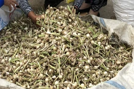 Chở tỏi tươi nơi khác về "dán mác" tỏi Lý Sơn bán giá cao