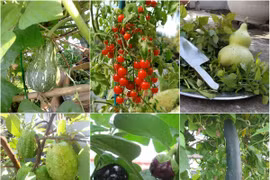 Đã mắt sân thượng la liệt rau quả sạch giữa phố Đà Nẵng