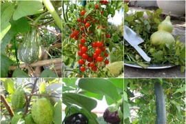 Đã mắt sân thượng la liệt rau quả sạch giữa phố Đà Nẵng