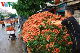 Vải thiều Bắc Giang đã xuất đi hơn 30 nước, giá trị 153 triệu USD