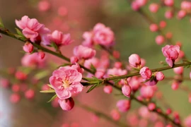 Video: Bí quyết chăm đào, quất tươi lâu ngày Tết