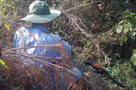 Tận diệt chim rừng mùa sinh sản: Đam mê hay tội ác?