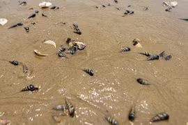 Sau cá, đến lượt ngao chết trắng dọc bãi biển