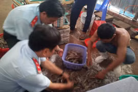 Lại bắt một vụ bơm tạp chất vào tôm: Phạt ít, không sợ?