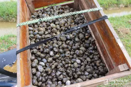 4h sáng, cả làng ùn ùn đi bắt ốc bươu vàng cứu lúa