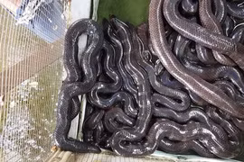 Nổi da gà, rùng rợn ở chợ tàn sát chim thú hoang Thạnh Hóa