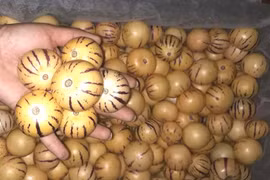 Dân Việt tranh nhau mua dưa pepino nhập khẩu từ Trung Quốc