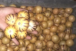 Dân Việt tranh nhau mua dưa pepino nhập khẩu từ Trung Quốc