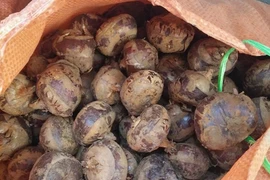 Sự thật ngã ngửa về loại quả đang khiến chị em chết mê