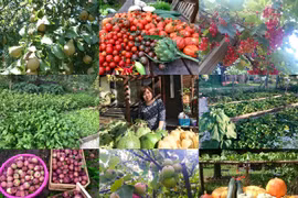 Thức đến 2h sáng soi đèn để vợ chăm vườn rau "gì cũng có"