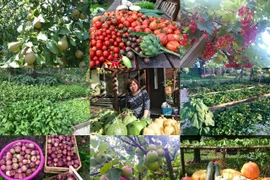 Thức đến 2h sáng soi đèn để vợ chăm vườn rau "gì cũng có"