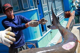 Sởn gai ốc theo chân những "sát thủ" săn cá mập