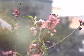 Đào Nhật Tân nở sớm xuống phố, giá 1,2 triệu đồng/cành