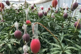 Cận cảnh "siêu xoài" đắt như kim cương