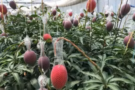 Cận cảnh "siêu xoài" đắt như kim cương