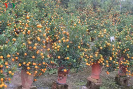 Lạ mắt với những bình quất bonsai trĩu quả đón Tết