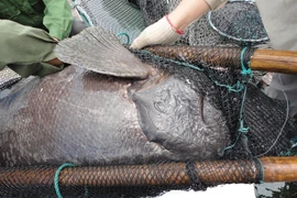 Nơi duy nhất ở Việt Nam nuôi 100 con cá song vua bố mẹ