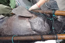 Nơi duy nhất ở Việt Nam nuôi 100 con cá song vua bố mẹ