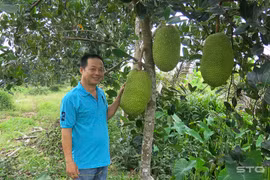 Mít Thái lên cơn sốt: 1,4 triệu/quả, cả vườn thu 1,1 t ỷ