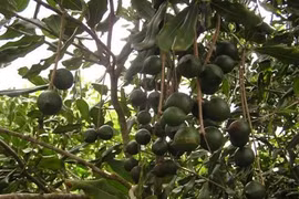 Cây tỷ đô có đẻ ra tỷ đô trên đất Việt?
