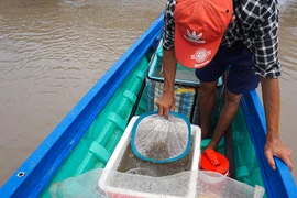 Đổ xô bắt cá kèo giống, biết cấm vẫn làm bởi nghèo quá