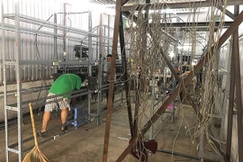 Trâu cày tiền ảo Trung Quốc đồng loạt "thất nghiệp"