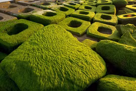 Đổ xô đến Phú Yên ngắm những khối bê tông rêu phong xanh ngắt