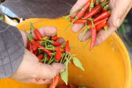 Malaysia tạm dừng nhập khẩu ớt Việt Nam