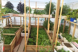 Mẹ Việt ở Đức san rừng trồng đủ loại rau Việt