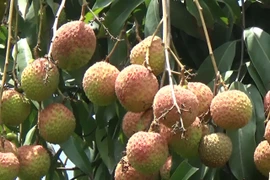 Giá vải chín sớm 16.000 đồng/kg, quả “cháy” trên cây vì ế ẩm