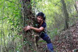 Chinh phục "cụ chè" shan tuyết - "kho báu" của đại ngàn Tây Bắc