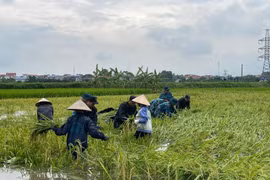 Cảnh sát cơ động và bộ đội giúp dân gặt lúa chạy lũ