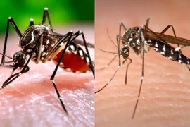 Top 10 loài côn trùng nguy hiểm nhất thế giới: Số 1 bị ghét nhất