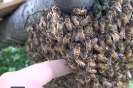 Cho tay vào tổ ong và cái kết gây tò mò