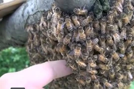 Cho tay vào tổ ong và cái kết gây tò mò