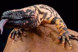 Khám phá gây sốc về nước bọt ít ai biết 