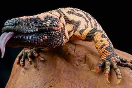 Khám phá gây sốc về nước bọt ít ai biết 