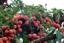 Vải đầu mùa Bắc Giang đã có mặt tại thị trường Mỹ