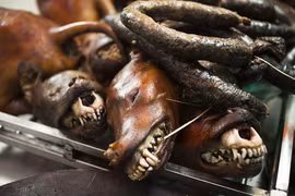 5 món báo Tây khuyên không thử khi đến Việt Nam, thịt chó đứng đầu bảng