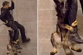 Chó cảnh sát “run như cầy sấy” khi luyện tập